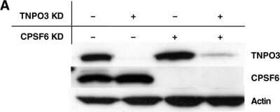 Knockdown Validated: CPSF6 Antibody [NBP1-85676]