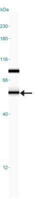 Simple Western: CPSF6 Antibody [NB100-61596]