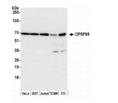 Western Blot: CPSF6 Antibody [NB100-61596]