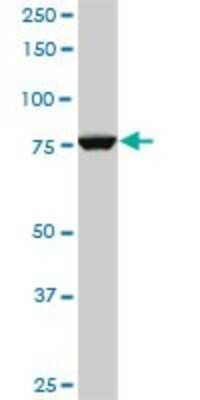 Western Blot: CPSF73 Antibody (1H8) [H00051692-M06]