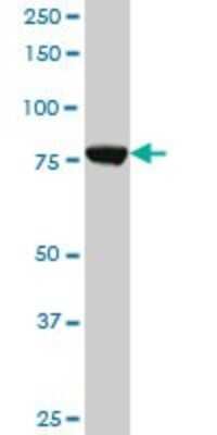 Western Blot: CPSF73 Antibody (1H8) [H00051692-M06]