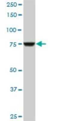 Western Blot: CPSF73 Antibody (1H8) [H00051692-M06]