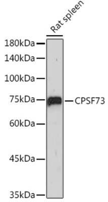 Western Blot: CPSF73 Antibody (4S4P2) [NBP3-16095]