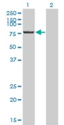 Western Blot: CPSF73 Antibody (6E6) [H00051692-M01]