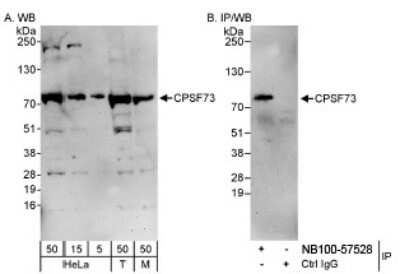 Western Blot: CPSF73 Antibody [NB100-57528]