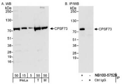 Western Blot: CPSF73 Antibody [NB100-57529]