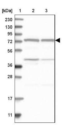 Western Blot: CPSF73 Antibody [NBP1-85476]