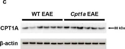 Western Blot: CPT1A Antibody [NB100-53791]