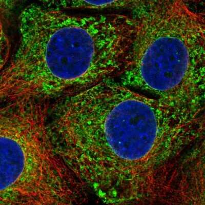 Immunocytochemistry/ Immunofluorescence: CPVL Antibody [NBP2-38792]