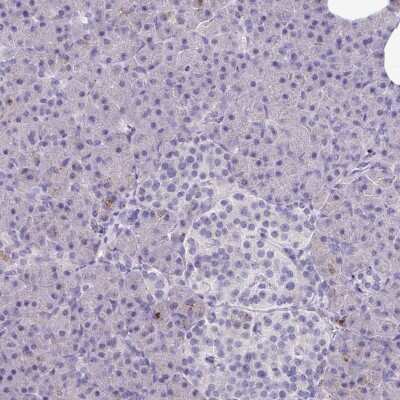 Immunohistochemistry-Paraffin: CPVL Antibody [NBP2-38546]