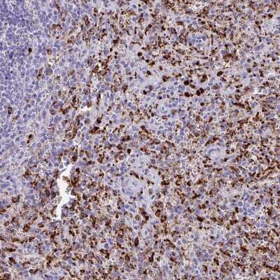 Immunohistochemistry-Paraffin: CPVL Antibody [NBP2-38546]