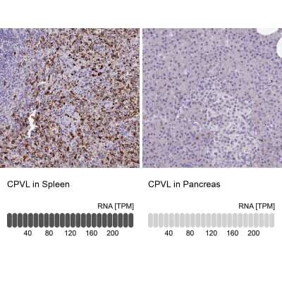 Immunohistochemistry-Paraffin: CPVL Antibody [NBP2-38546]