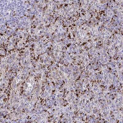 Immunohistochemistry-Paraffin: CPVL Antibody [NBP2-38792]