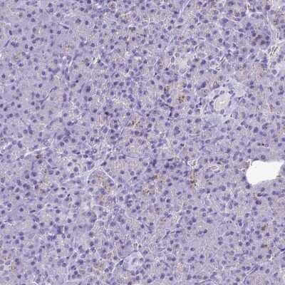 Immunohistochemistry-Paraffin: CPVL Antibody [NBP2-38792]