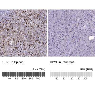 Immunohistochemistry-Paraffin: CPVL Antibody [NBP2-38792]