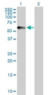 Western Blot: CPVL Antibody [H00054504-D01P]