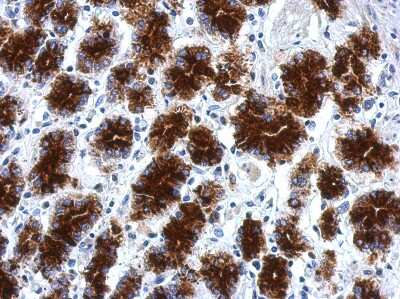 Immunohistochemistry-Paraffin: CPXCR1 Antibody [NBP2-15995]