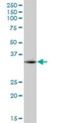 Western Blot: CPXCR1 Antibody [H00053336-B01P]