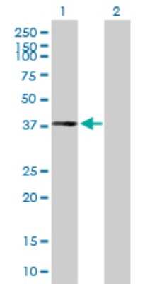Western Blot: CPXCR1 Antibody [H00053336-B01P]