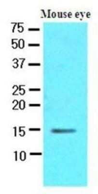 Western Blot: CRABP1 Antibody (1A1)BSA Free [NBP1-37070]