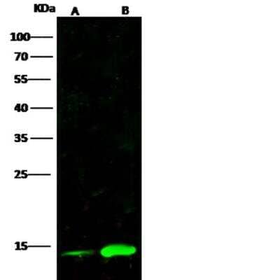 Western Blot: CRABP2 Antibody (016) [NBP2-89837]