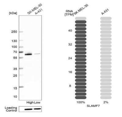 Western Blot: CRACC/SLAMF7 Antibody [NBP2-37951]