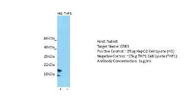 Western Blot: CRB3 Antibody [NBP1-98328]