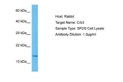 Western Blot: CRB3 Antibody [NBP2-87206]