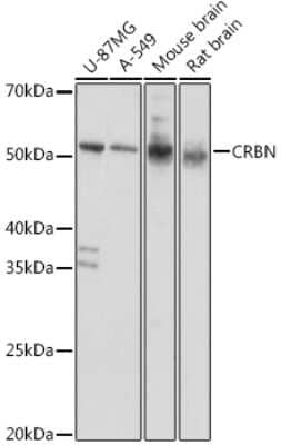 Western Blot: CRBN AntibodyAzide and BSA Free [NBP2-92446]