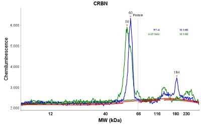 Simple Western: CRBN Antibody [NBP1-91810]