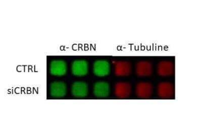 Single Cell Western: CRBN Antibody [NBP1-91810]