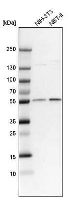 Western Blot: CRBN Antibody [NBP1-91810]