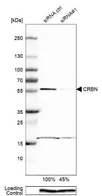 Western Blot: CRBN Antibody [NBP1-91810]