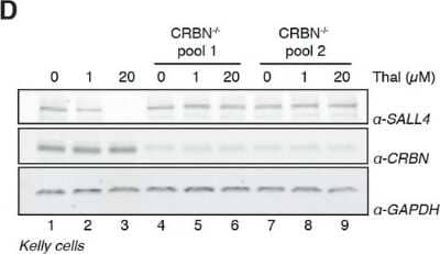 Knockdown Validated: CRBN Antibody [NBP1-91810]