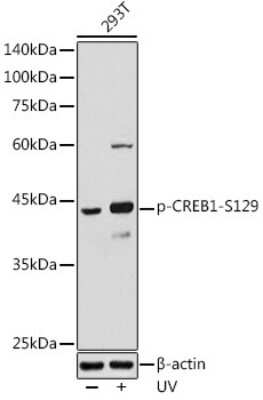 Western Blot: CREB [p Ser129] AntibodyAzide and BSA Free [NBP3-05463]