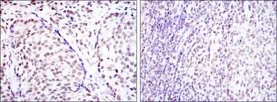 Immunohistochemistry-Paraffin: CREB Antibody (5G3) - BSA Free [NBP2-37610]