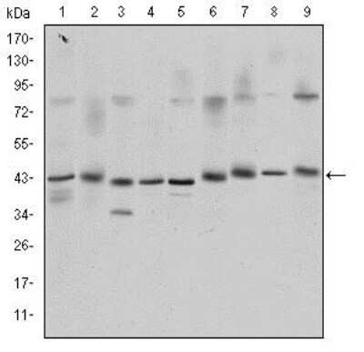 Western Blot: CREB Antibody (5G3)BSA Free [NBP2-37610]