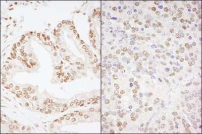 Immunohistochemistry-Paraffin: CREB Antibody [NB100-87001]