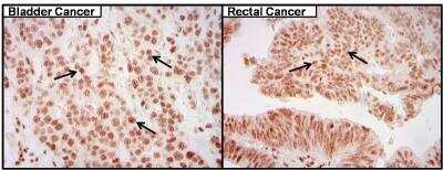 Immunohistochemistry-Paraffin: CREB Antibody (LB9) [NB100-74393]