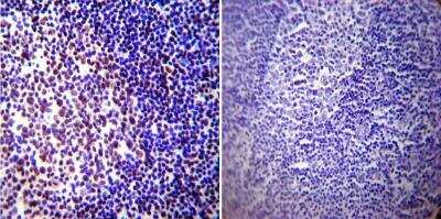 Immunohistochemistry-Paraffin: CREB Antibody (LB9) [NB100-74393]