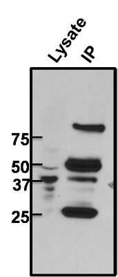 Immunoprecipitation: CREB Antibody (LB9) [NB100-74393]