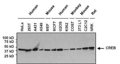 Western Blot: CREB Antibody (LB9) [NB100-74393]