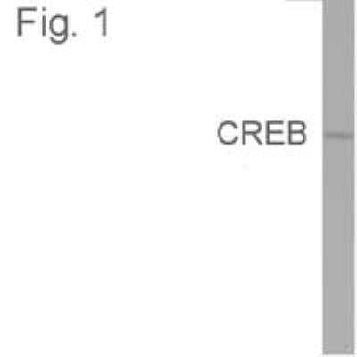 Western Blot: CREB Antibody (LB9) [NB100-74393]