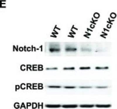 Western Blot: CREB Antibody (LB9) [NB100-74393]