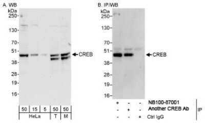 Western Blot: CREB Antibody [NB100-87001]