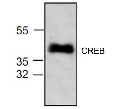 Western Blot: CREB Antibody [NBP1-45493]