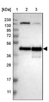 Western Blot: CREB Antibody [NBP1-90364]