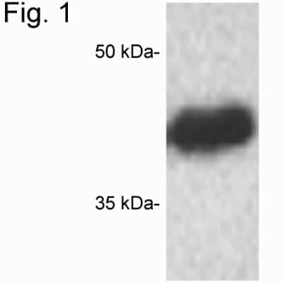 Western Blot: CREB Antibody [NBP2-22516]