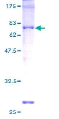 SDS-PAGE: Recombinant Human CREB GST (N-Term) Protein [H00001385-P01]