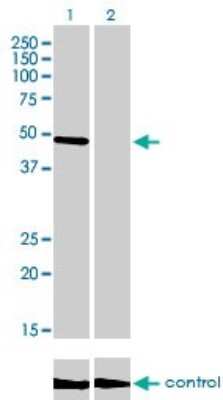 Western Blot: CREB3 Antibody (3H5) [H00010488-M01]